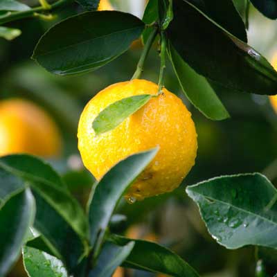 Fruits