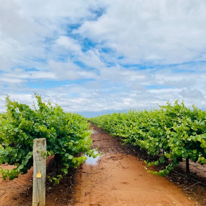 IMG_20211128_002653 Riverina Veggie