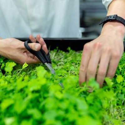 horticulrurist-cutting-plant.jpg Greens & Herbs